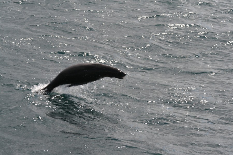 Cape Fur Seal breaching, Hermanus