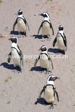 African Penguins at Hermanus
