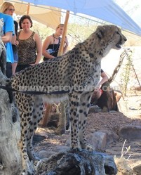 Cheetah encounters at Safari park, near Hermanus and Cape Town, South Arica