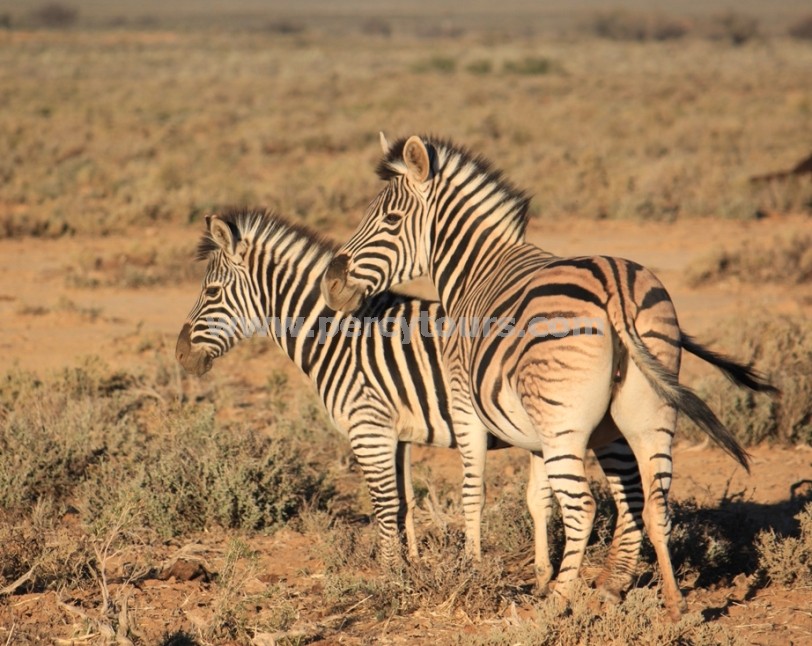 Zebra at Safari park, near Hermanus and Cape Town, South Africa