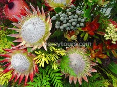 King Protea and Fynbos flowers, Cape Floral Kingdom