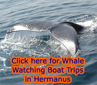 Whale Watching Boat Trips in Hermanus