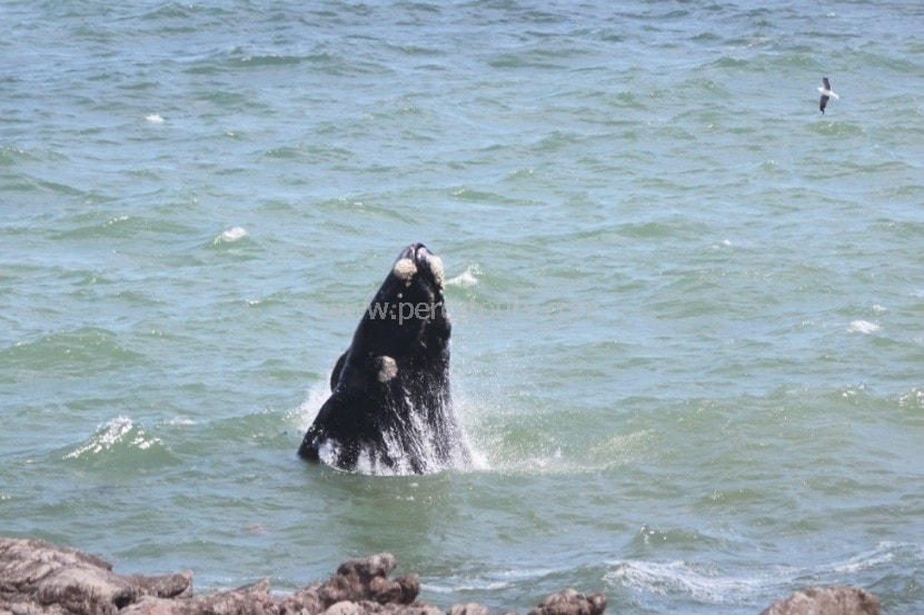Baby Whale breaching in Hermanus