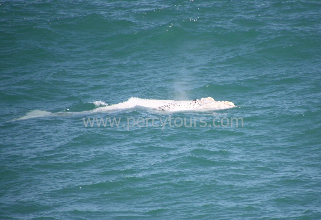 VERY RARE white baby Southern Right Whale in Hermanus (Oct 2017)