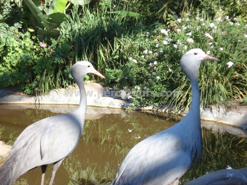 Blue Cranes, near Hermanus