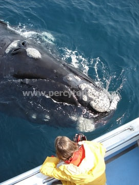 Close up viewing of Whale, Hermanus