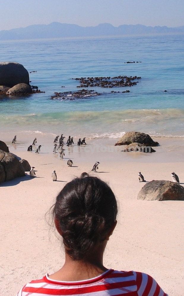 Penguins at Boulders Beach, Cape Town and also Hermanus