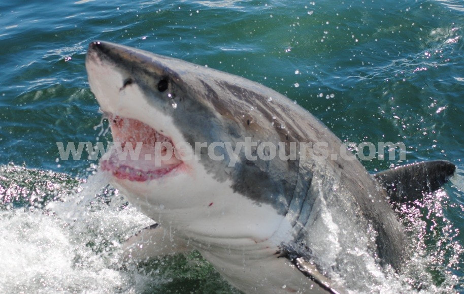 breaching Great White Shark Hermanus South Africa