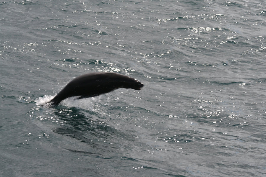 Cape Fur Seal, Hermanus