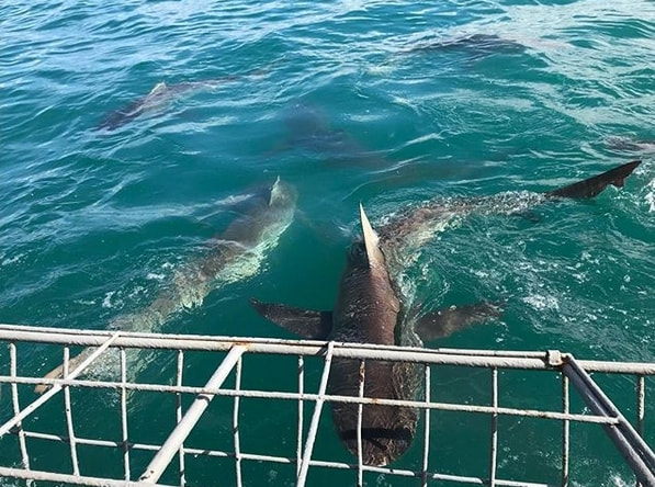 Copper Shark viewed from Shark boats at Gansbaai near Hermanus, South Africa