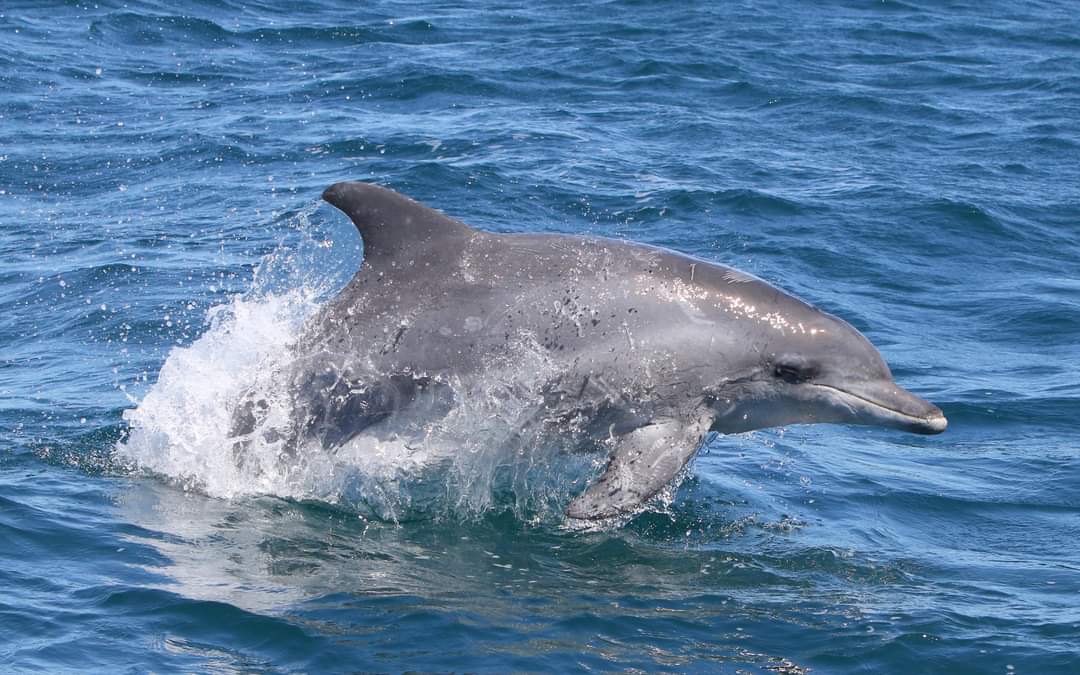 Summer boat tours in Hermanus - dolphins and seals
