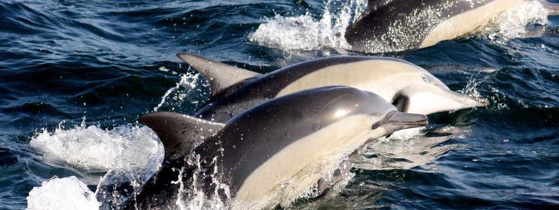 Pods of playful Dolphin in Walker Bay and Gansbaai / Hermanus