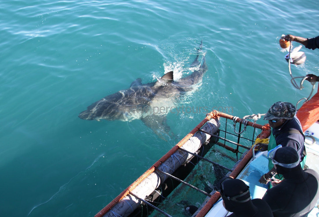 3.5 metre shark, boat and cage watchers, Gansbaai, near Hermanus, South Africa