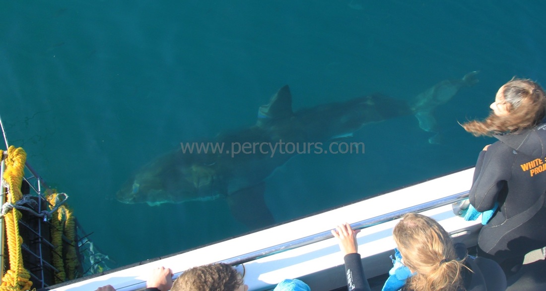Boat trips in Gansbaai to see Great White Sharks near Hermanus, South Africa