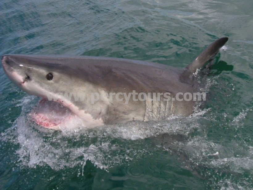 Great White Shark cage diving trips, Hermanus, near Cape Town, South Africa