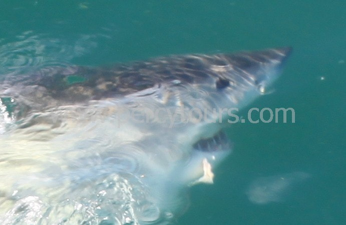 Great White Shark cage diving Hermanus South Africa