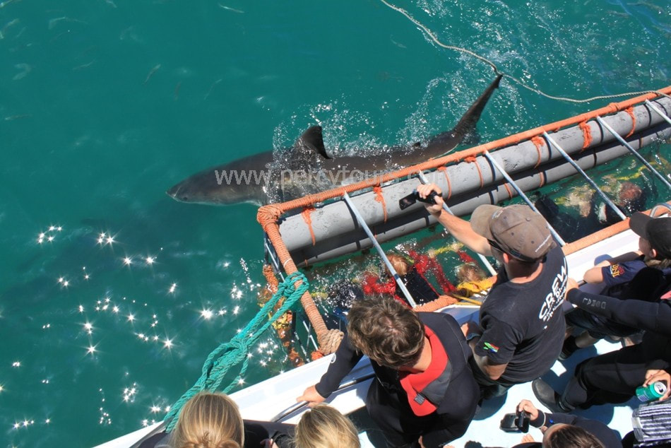Cage Diving with Great White Shark, Gansbaai, near Hermanus, South Africa