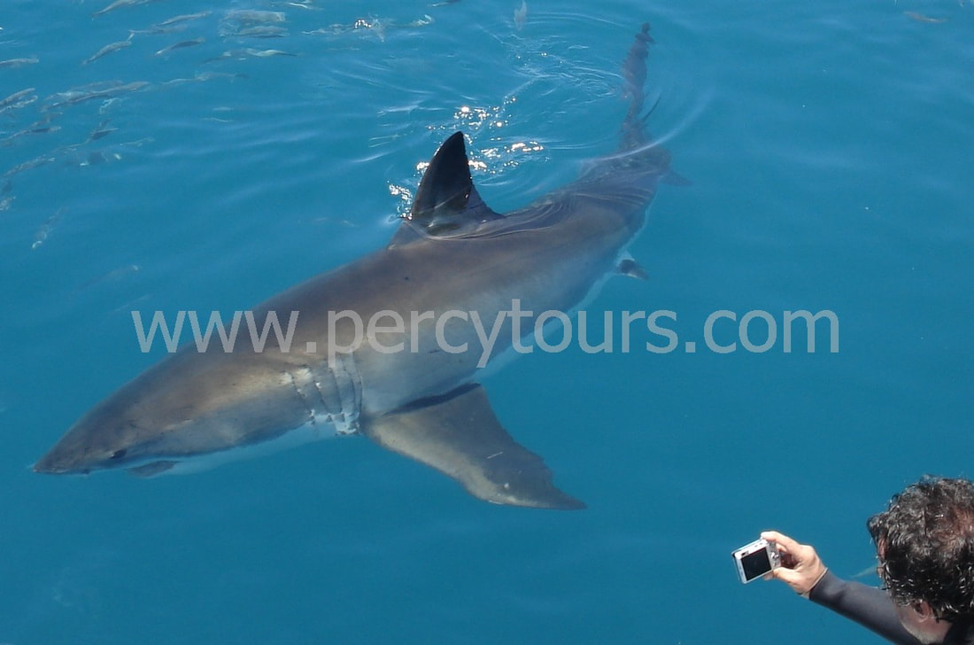 Boat trips to view Great White Sharks, Gansbaai, near Hermanus, South Africa