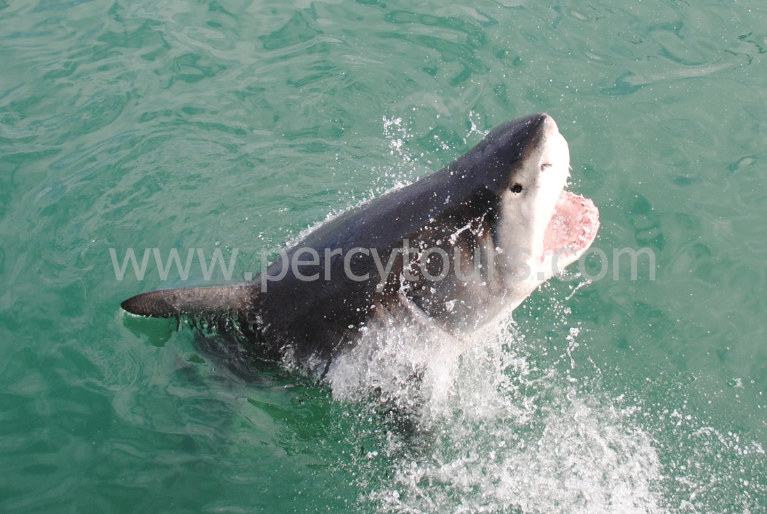 Biting the bait great white shark, Hermanus, South Africa