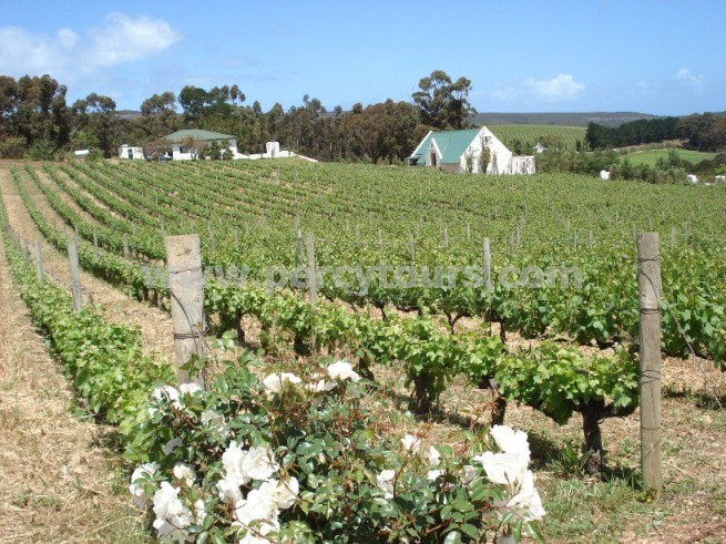 Wine Vineyards, winery, wine tours, Hemel-en-Aarde wine valley, Hermanus, near Cape Town, South Africa