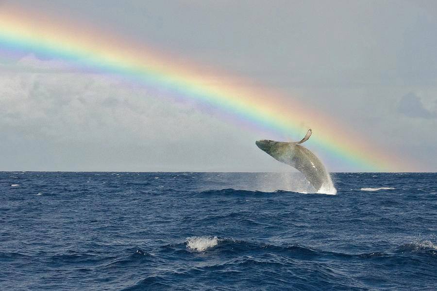 Humpback Whale breaching at Hermanus with rainbow in background