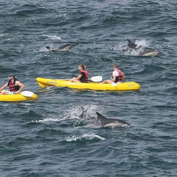 Kayaking with Dolphin Hermanus