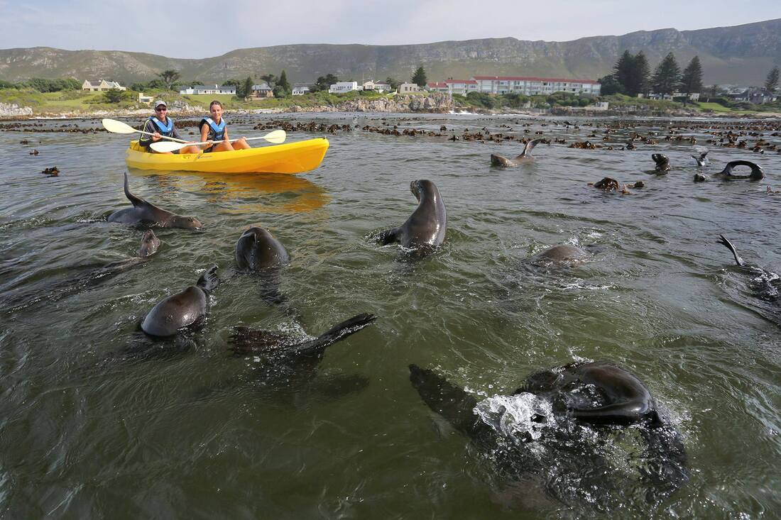 Kayaking with Seals in Hermanus