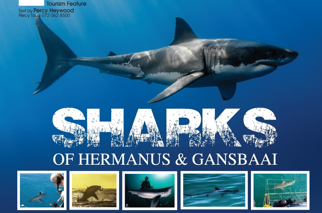 Great White Shark and Copper Shark in Hermanus, Gansbaai, near Cape Town, South Africa, magazine article