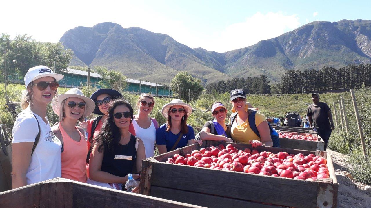 Hiking and walking trails thro' apple orchards & wine vineyards, Hemel-en-Aarde valley, Hermanus, near Cape Town, South Africa