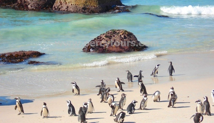 Penguins near Hermanus, Cape Town, Cape Point, South Africa