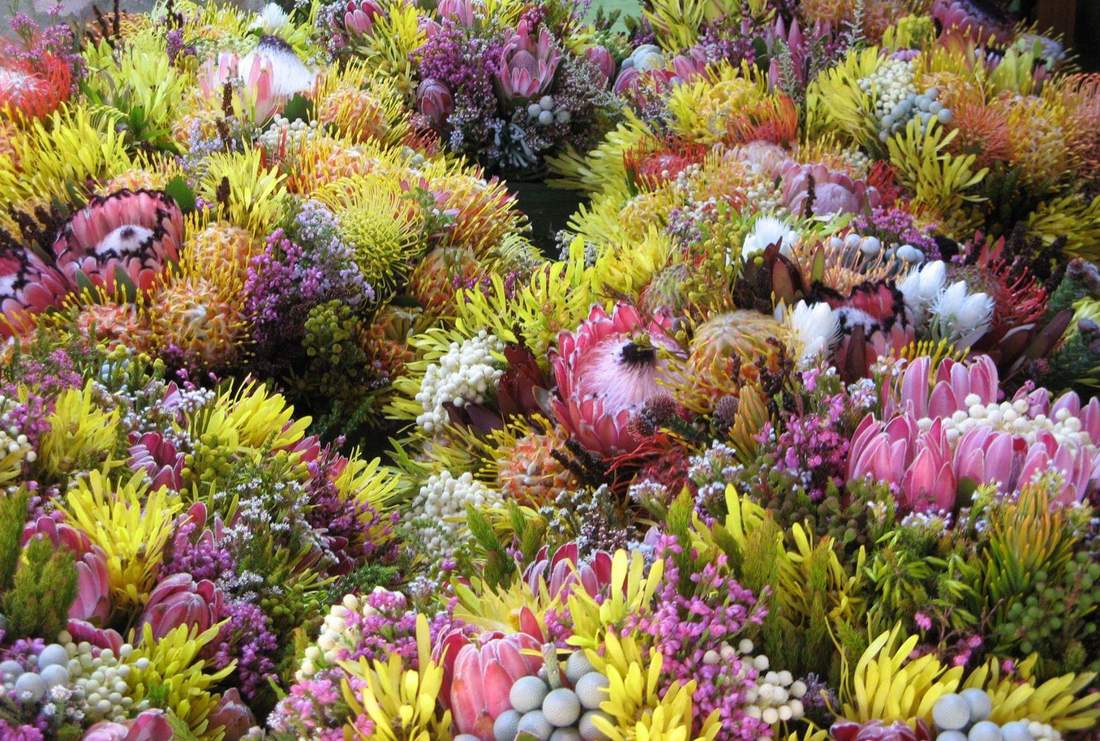 Fynbos flowers - Protea, Ericas, Restios in the Cape Floral Kingdom, Hermanus and Cape Town, South Africa