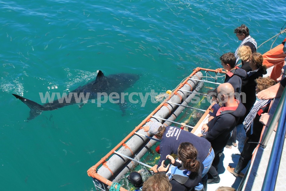 Great White Sharks boat trip with watchers, Gansbaai, near Hermanus, South Africa