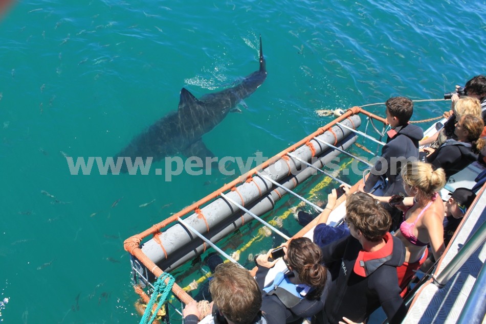 4 metre Great White Shark being watched by boat and cage watchers, Gansbaai, near Hermanus, South Africa