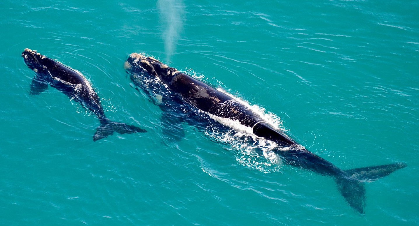 Southern Right Whales in Hermanus, mother and baby, viewed from a helicopter flight
