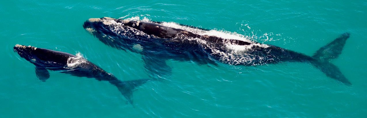 Southern Right Whales in Hermanus, mother and baby, viewed from a helicopter flight, June to Dec each year