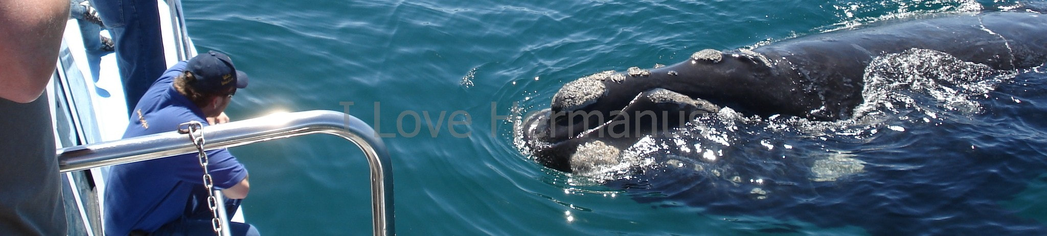 Whale watching boat trips, Hermanus, South Africa
