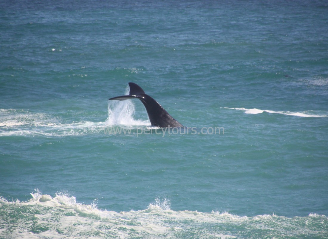 Whale tail, Hermanus, South Africa