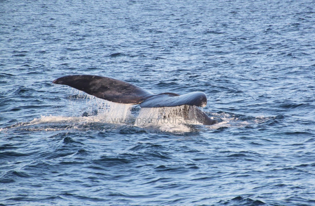 Whale watching boat trips in Hermanus South Africa