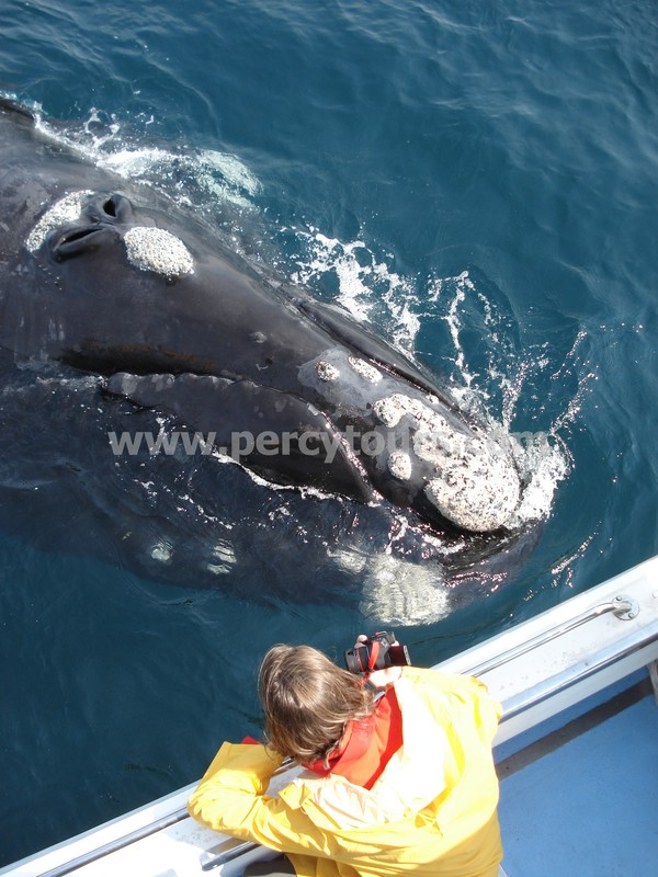 Whale watching in Hermanus, South Africa