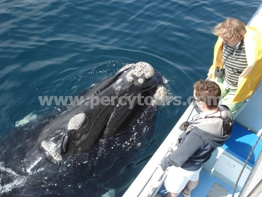 Whale watching, Hermanus, near Cape Town, South Africa