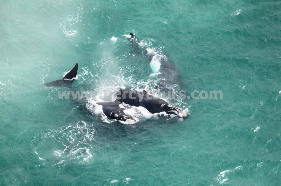 Mating group of Whales, aerial view, Hermanus
