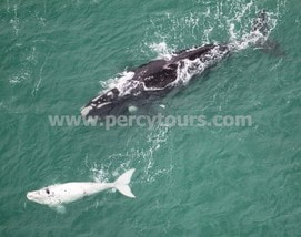 Rare white baby whale with mother whale, Hermanus