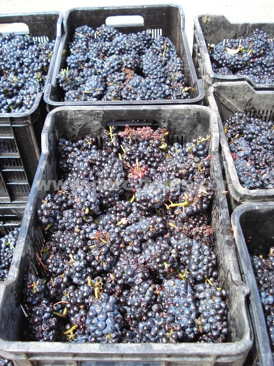 grape harvest, red wine grapes ready for crushing, winery, wine tours, Hermanus, near Cape Town, South Africa