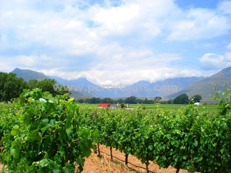 Wine vines, winery, wine tours, Stellenbosch, near Cape Town, South Africa