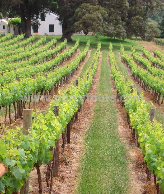 Wine vines and grapes, winery, wine tours, Hemel-en-Aarde wine valley, Hermanus, near Cape Town, South Africa